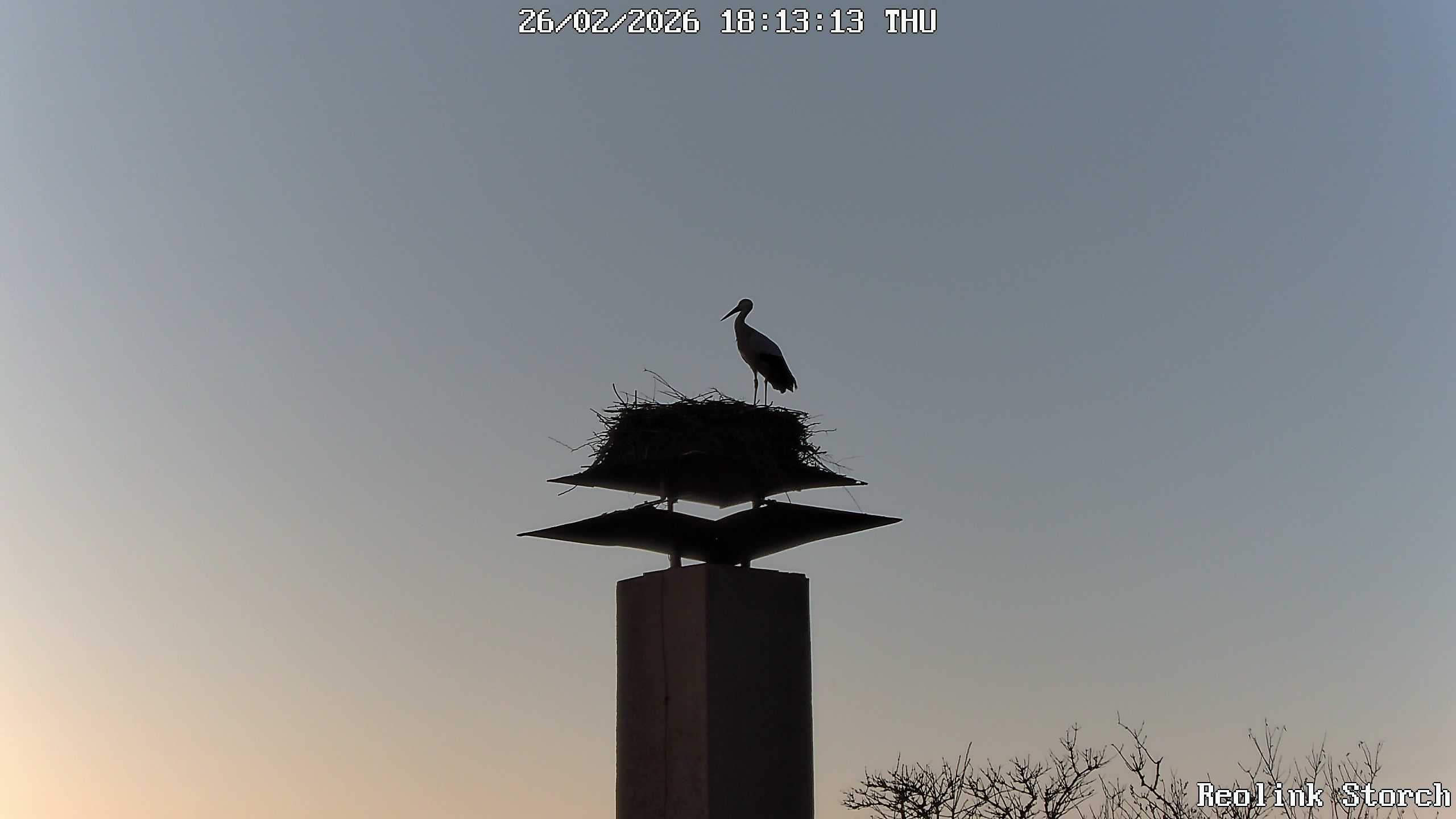 Storchencam Bild
